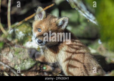Young wild red fox (vulpes vulpes) in the forest at Berchtesgaden national park, Germany Stock Photo