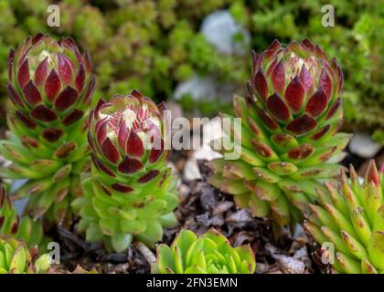 red and green succulent alpine plant sempervivum in a garden rockery , marco shot  focus on the forground  blurred background to aid copy space Stock Photo