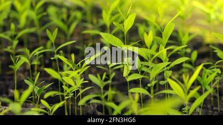 Santalum album, or Indian sandalwood seedlings are ready to be planted in the forest. Selected focus