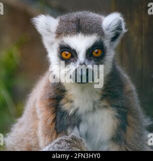 A portrait of a Ring Tailed Lemur Stock Photo