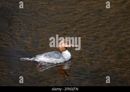 A female common merganser duck, Mergus merganser, swimming on a river in the Adirondack Mountains, NY USA Stock Photo