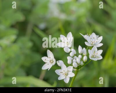 neapolitan garlic flowers on the plant with natural light outdoors on defocused plants background Stock Photo