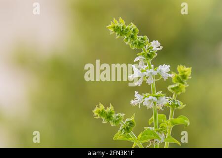 basil plant flowers on defocused green background indoors with natural day light Stock Photo