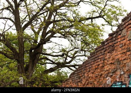 Old brick wall and wood. Old defensive wall in Brno. An old tree is spreading its leaves near the remains of a brick wall. The tree is on the left, an Stock Photo