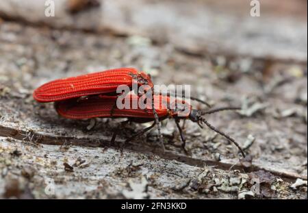 Mating red net-winged beetles, Dictyoptera aurora on wood, macro photo Stock Photo