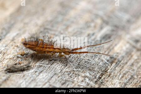 Slender springtail, Orchesella flavescens on wood, close up focus ...