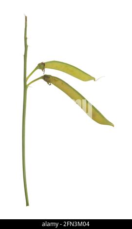 Perennial peavine, Lathyrus latifolius with seed pods isolated on white background Stock Photo