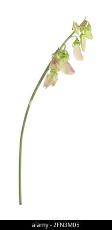 Perennial peavine, Lathyrus latifolius isolated on white background Stock Photo