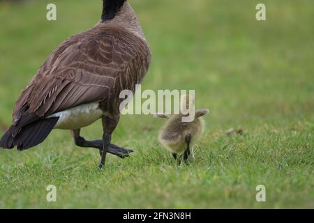 Young Canada goose gosling running in a meadow flapping small wings Stock Photo
