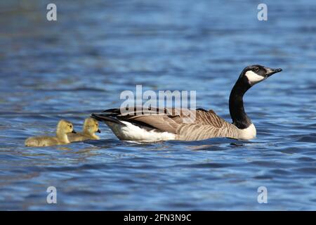 Two young Canada goose goslings swimming with the parent goose Stock Photo