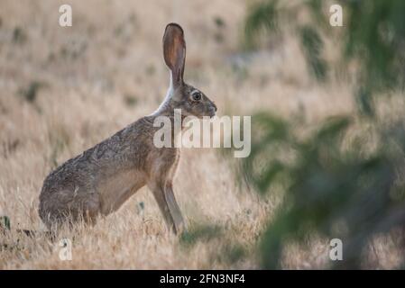 Black-tailed jackrabbit / American desert hare (Lepus californicus ...