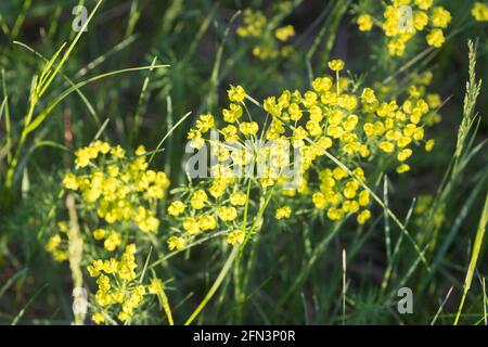 Euphorbia cyparissias, cypress spurge spring  flower closeup selective focus Stock Photo