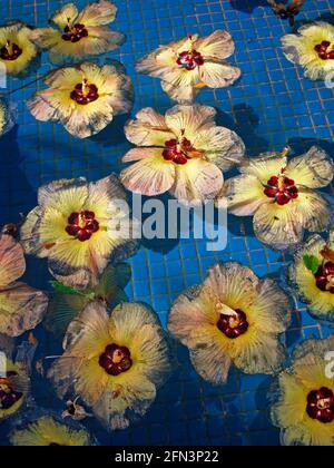 Beach hibiscus (Hibiscus tiliaceus) floating on water Stock Photo