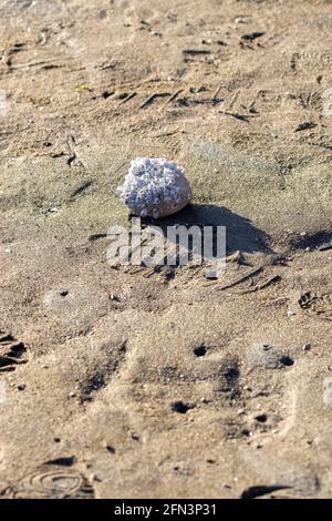 Single Sea Rocks Single stone rock in sea under sun. Empty sea and beach background with ...