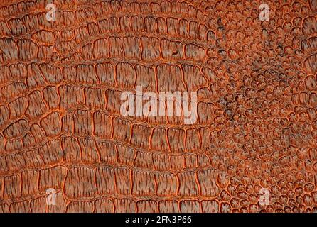 Close-up of dark brown reptile skin. Background, pattern, texture. Stock Photo