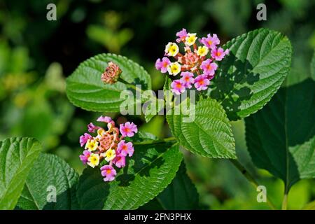 Wild-sage flowers (Lantana camara) on garden Stock Photo