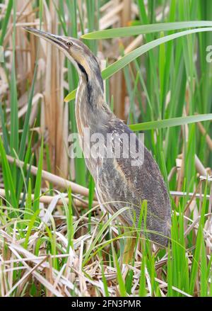 American Bittern in the swamp with green grass background, Quebec, Canada Stock Photo