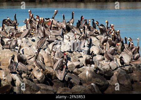 Brown Pelicans, Pelecanus occidentalis, and Brandt's Cormorants, Phalacrocorax penicillatus, loafing on rock jetty at Moss Landing Harbor, California Stock Photo