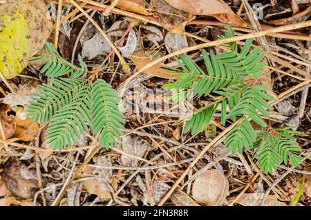 zombie plant (Mimosa pudica )  By Heimu's Himalayan Gardens LLC