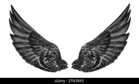 Black Wings Isolated on White Background Stock Image - Image of bird,  flying: 151836883