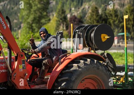 A Jamaican agricultural guest workerDrives a tractor on a Canadian organic farm. Stock Photo