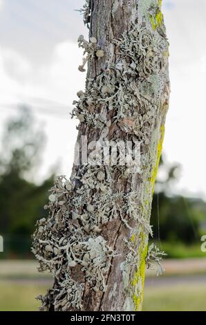 Lichen Growing On Post Stock Photo