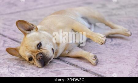 Tan French Bulldog male comfortably resting on its side. Stock Photo