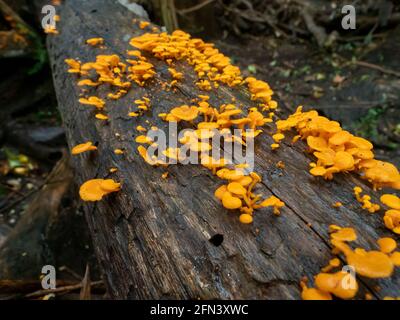 Favolaschia calocera, also known as Orange Ping Pong Bats is a weedy wood rot fungi Stock Photo