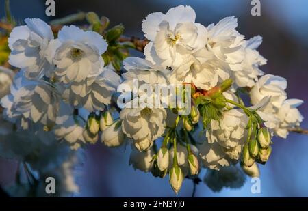Plum tree in full bloom, Saxe Point Park, Esquimalt, BC, Canada Stock Photo