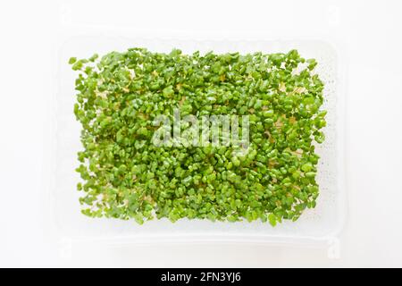 Micro green sprouts of Mustard in growing box. Fresh microgreen superfood on white background. Micro salad sprouts for healthy eating, vegan life styl Stock Photo