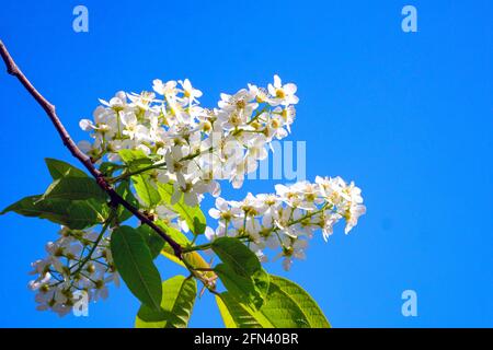 Bird cherry flowers against the clear blue sky. Closeup of bird cherry inflorescence backlit by sunlight. Branch of blooming flowers with copy space. Stock Photo
