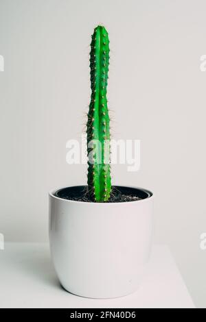 Beautiful healthy pole cactus in a white pot in an apartment - decoration Stock Photo