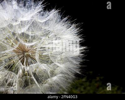 Part of dandelion flower head with seeds close up on dark background Stock Photo