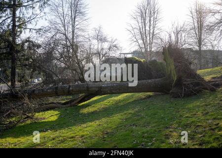Fallen trees in a residential neighborhood after severe storm. Stock Photo
