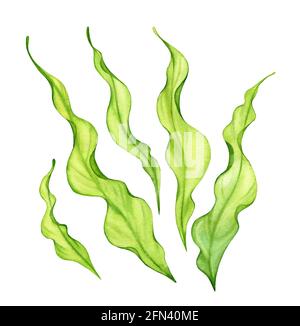 Watercolor green seaweed set. Transparent fresh sea plant isolated on white. Realistic botanical illustrations collection. Hand painted underwater Stock Photo