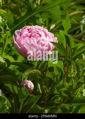 Close-up of pink peony flower and bud against green foliage background Stock Photo