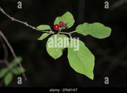 Leaves and fruits of Fly Honeysuckle, Lonicera xylosteum. Photo taken in Beteta Gorge, province of Cuenca, Spain Stock Photo