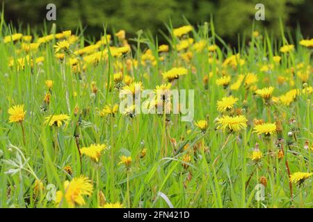 scenic view of a field with blooming flowers in the woodlands Stock Photo