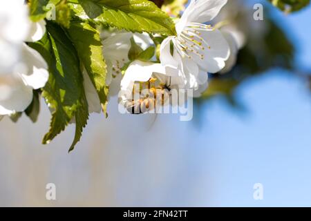 Macro close-up bee pollinates flowering apricot tree, collects pollen. Spring flowering of fruit trees. Stock Photo