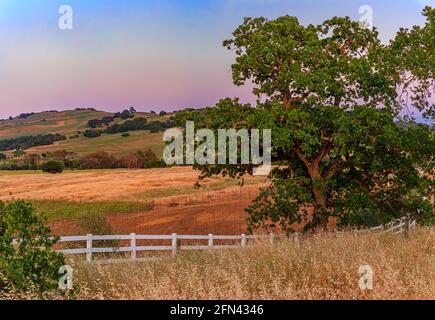 Landscape with a large oak tree, and hills and valleys at sunset at a vineyard in the spring in Napa Valley, California, USA Stock Photo