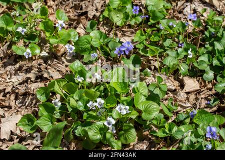 This image show a close-up texture background of common blue violets wildflowers (viola sororia) and woodland white violets wildflowers (viola blanda) Stock Photo