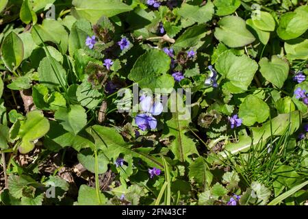 This image show a texture background of common blue violets, creeping Charlie, and dandelion growing in a sunny residential lawn grass. Stock Photo