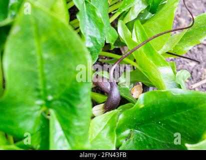 Arisarum proboscideum, Mouse plant Stock Photo