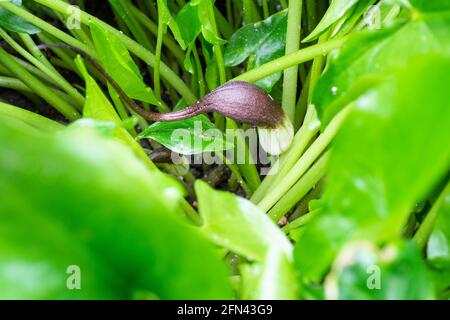 Arisarum proboscideum, Mouse plant Stock Photo