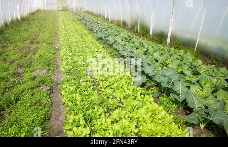 Organic vegetable cultivation in polytunnel. Stock Photo