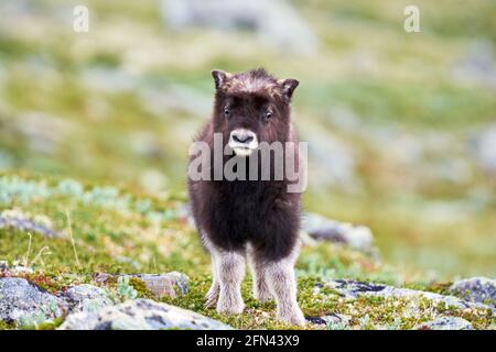 Young musk ox on a journey of discovery -Dovrerell National Park in Norway Stock Photo