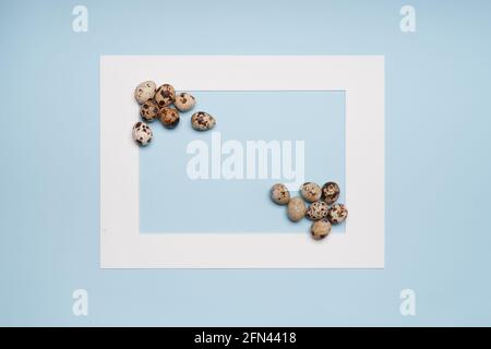 quail Eggs inside white frame on blue background  Stock Photo
