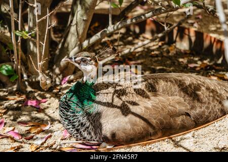 Beautiful female peafowl referred to as peahen sitting in park.Blue Indian peacock,Pavo cristatus, with iridescent green lower neck, and dull brown pl Stock Photo