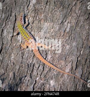 Large lizard with green back. Wildlife in Italy. Chromatic variability. Field lizard rests on a large log and warms up in the sun. Stock Photo