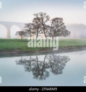 A small copse of trees is reflected in the River Wharfe on a beautiful misty spring morning with the arches of Arthington Viaudct just visible behind. Stock Photo
